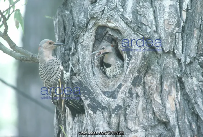 : Yellow-shafted Flickers : Yellow-shafted Flickers