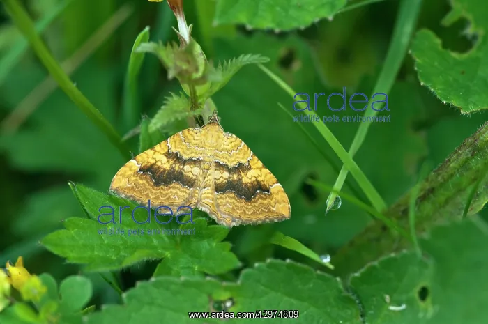 : Yellow Shell Moth - Resting on yellow rattle : Yellow Shell Moth - Resting on yellow rattle