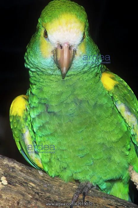 : Yellow Shouldered Amazon Parrot : Yellow Shouldered Amazon Parrot