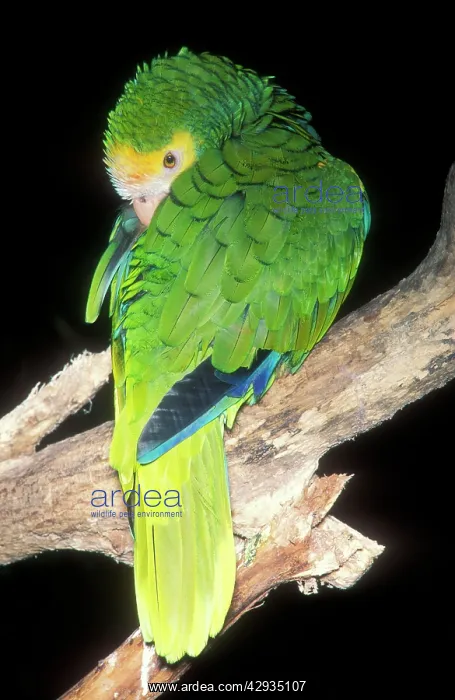 : Yellow-shouldered Amazon PARROT : Yellow-shouldered Amazon PARROT