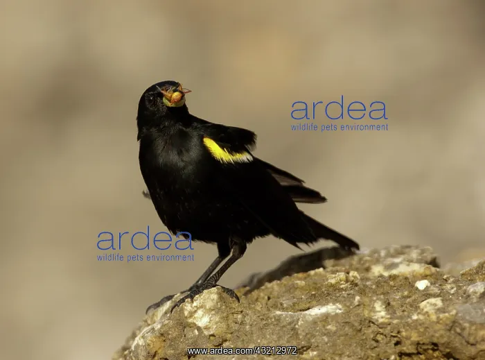 : Yellow shouldered blackbird (Agelaius xanthornus : Yellow shouldered blackbird (Agelaius xanthornus