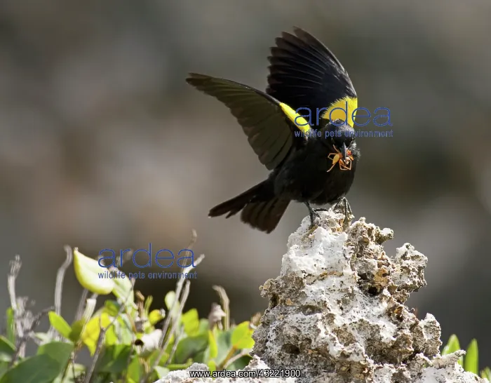 : Yellow shouldered blackbird (Agelaius xanthornus : Yellow shouldered blackbird (Agelaius xanthornus