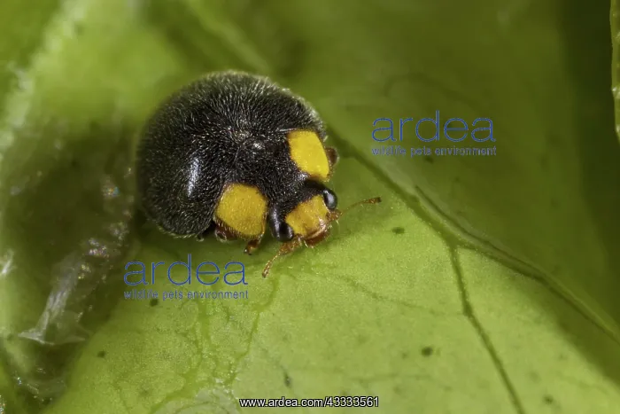 : Yellow-shouldered Ladybird : Yellow-shouldered Ladybird