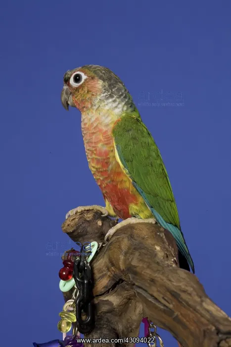 : Yellow-sided Green-Cheeked Conure : Yellow-sided Green-Cheeked Conure