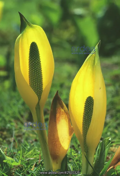 : YELLOW SKUNK CABBAGE : YELLOW SKUNK CABBAGE