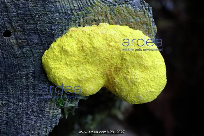 : Yellow Slime Mold - growing on tree stump. a.k.a : Yellow Slime Mold - growing on tree stump. a.k.a