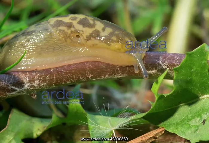 : Yellow Slug / Tawny Garden Slug : Yellow Slug / Tawny Garden Slug