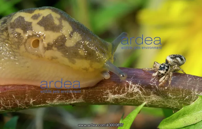 : Yellow Slug / Tawny Garden Slug : Yellow Slug / Tawny Garden Slug