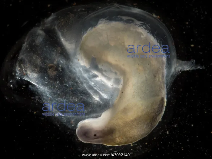 : Yellow Slug / Tawny Garden Slug : Yellow Slug / Tawny Garden Slug