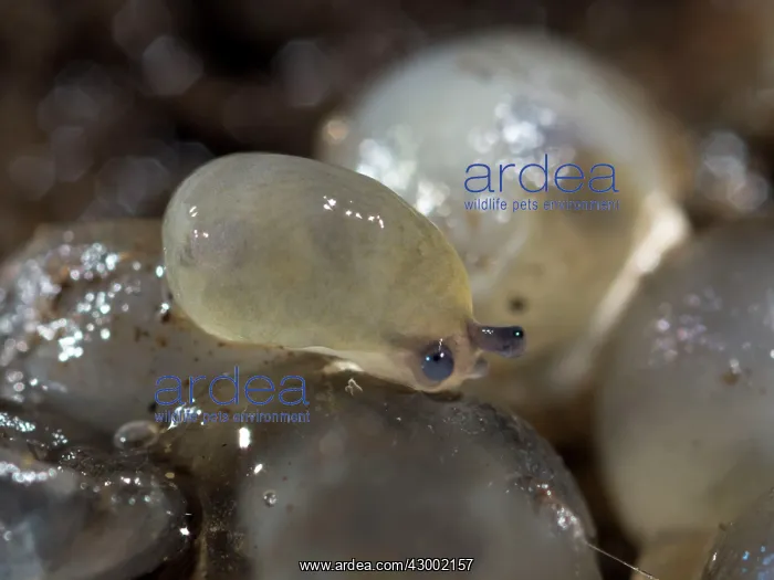  : Yellow Slug  /  Tawny Garden Slug
