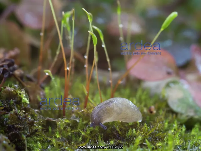 : Yellow Slug / Tawny Garden Slug : Yellow Slug / Tawny Garden Slug