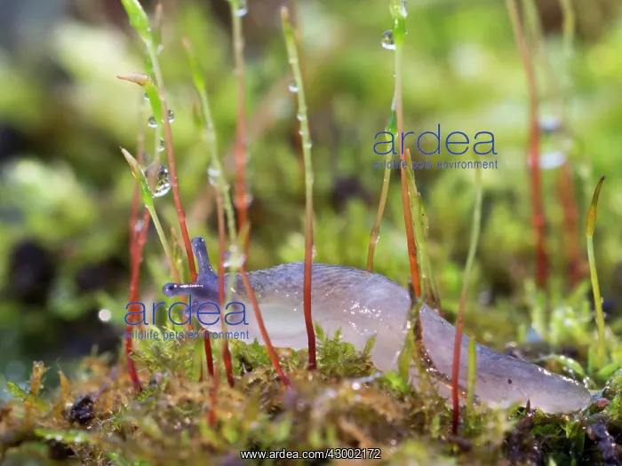  : Yellow Slug  /  Tawny Garden Slug