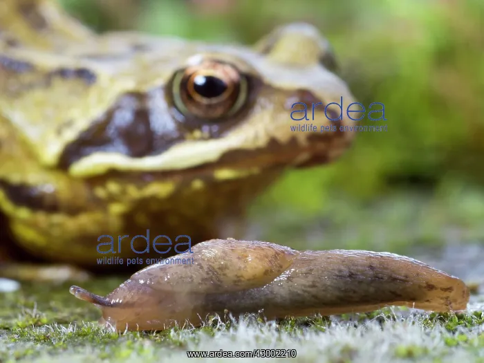 : Yellow Slug / Tawny Garden Slug : Yellow Slug / Tawny Garden Slug