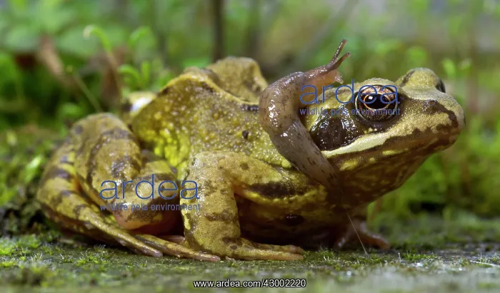 : Yellow Slug / Tawny Garden Slug : Yellow Slug / Tawny Garden Slug