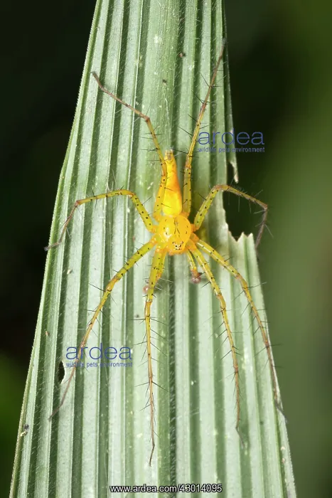 : Yellow Spider (Oxyopes macilentus) : Yellow Spider (Oxyopes macilentus)