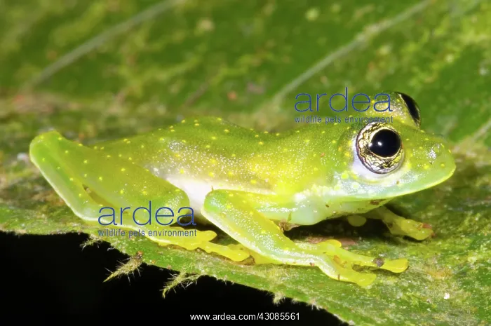 : Yellow Spot Glass Frog : Yellow Spot Glass Frog