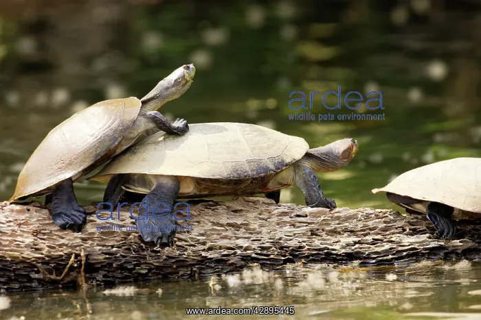: Yellow-spotted Amazon River Turtle : Yellow-spotted Amazon River Turtle