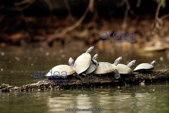 : Yellow-spotted Amazon River Turtle : Yellow-spotted Amazon River Turtle