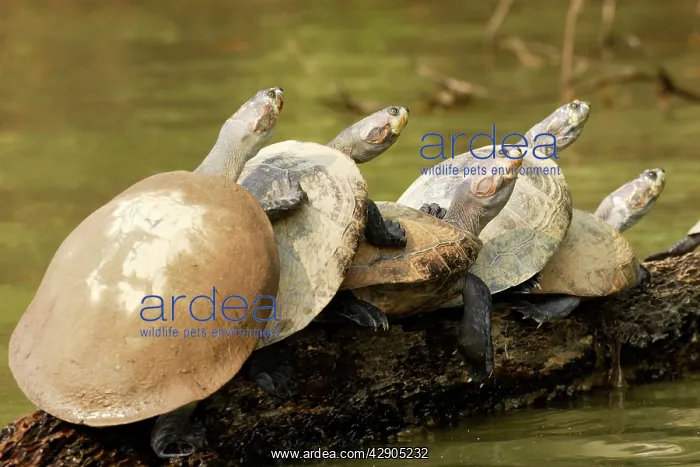 : Yellow-spotted Amazon River Turtle : Yellow-spotted Amazon River Turtle