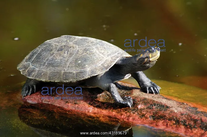 : Yellow-spotted Amazon River Turtle Podocnemis unifilis : Yellow-spotted Amazon River Turtle Podocnemis unifilis