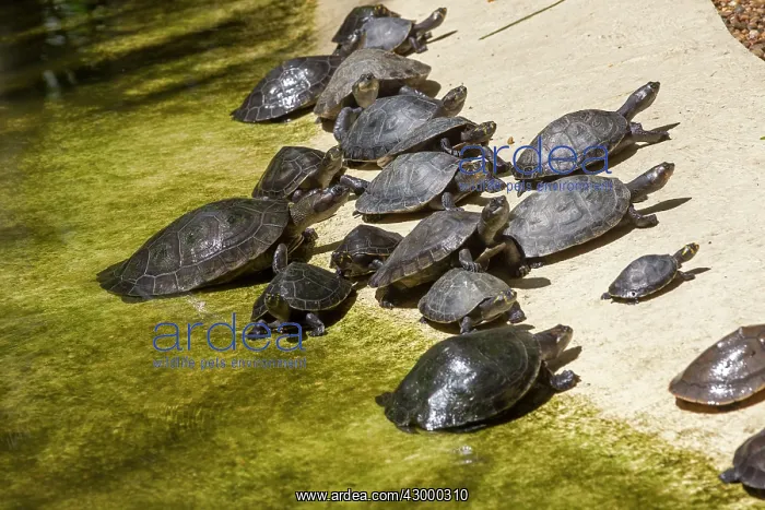 : Yellow-spotted Amazon River Turtle Yellow-spotted : Yellow-spotted Amazon River Turtle Yellow-spotted
