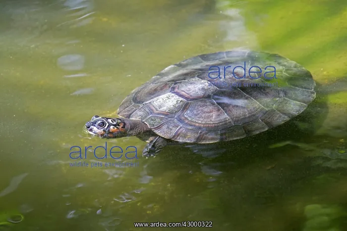 : Yellow-spotted Amazon River Turtle Yellow-spotted : Yellow-spotted Amazon River Turtle Yellow-spotted