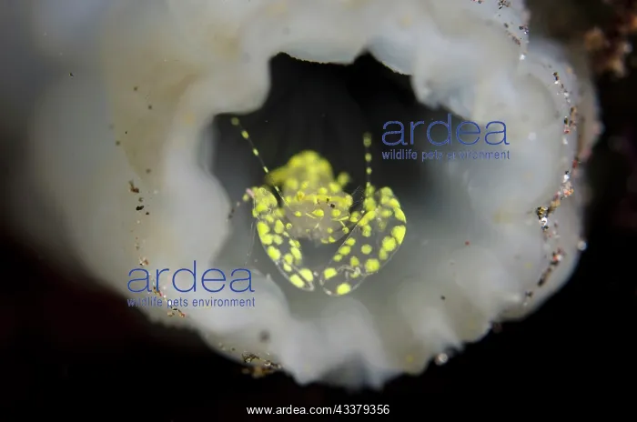 : Yellow Spotted Ascidian Shrimp : Yellow Spotted Ascidian Shrimp