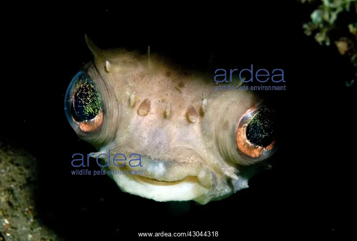  : Yellow-spotted Burrfish in hole