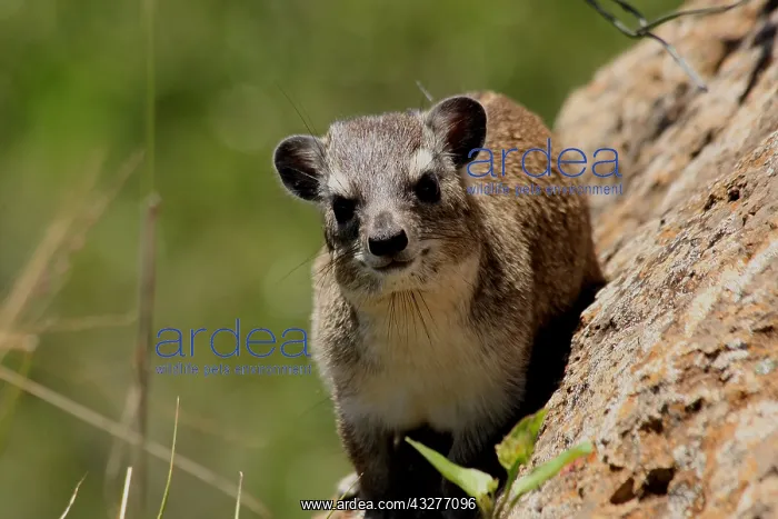 : Yellow-spotted Bush Hyrax 3 199 : Yellow-spotted Bush Hyrax 3 199