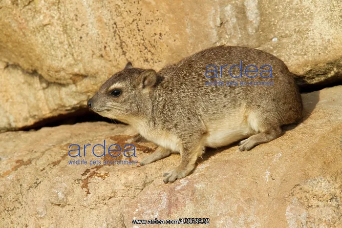 : Yellow-spotted Dassie : Yellow-spotted Dassie