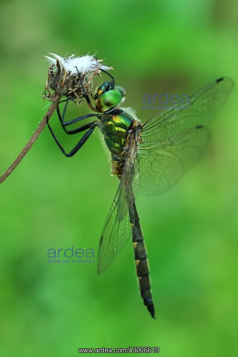 : Yellow-spotted Emerald : Yellow-spotted Emerald