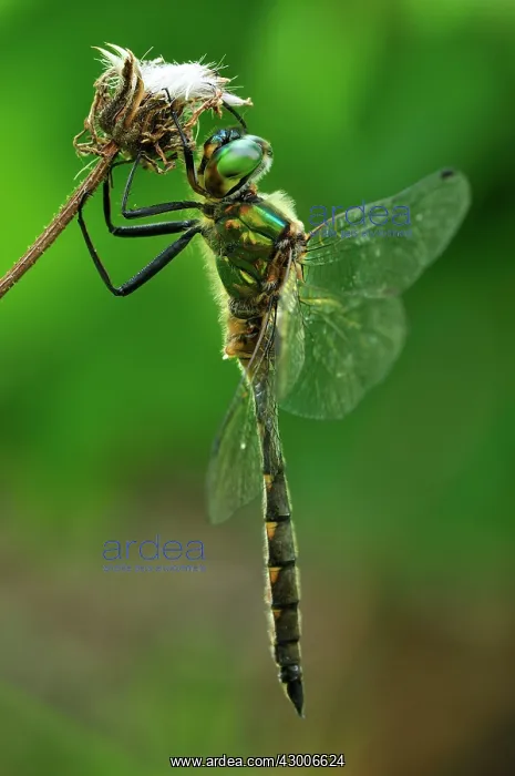 : Yellow-spotted Emerald : Yellow-spotted Emerald
