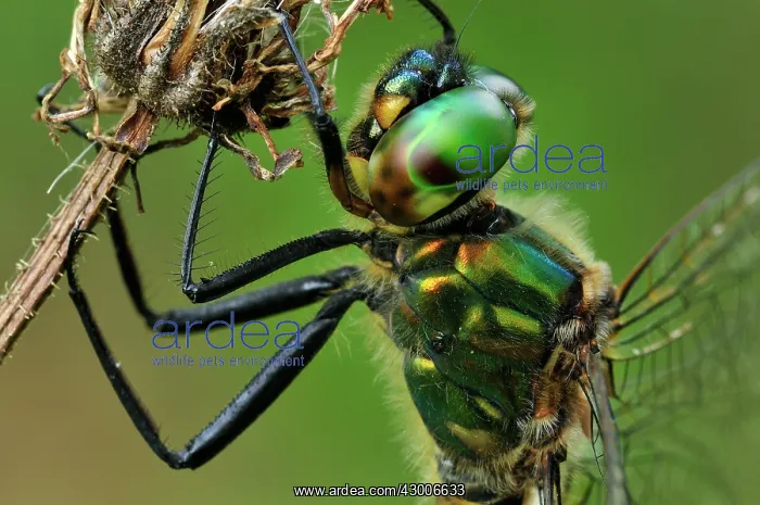 : Yellow-spotted Emerald : Yellow-spotted Emerald