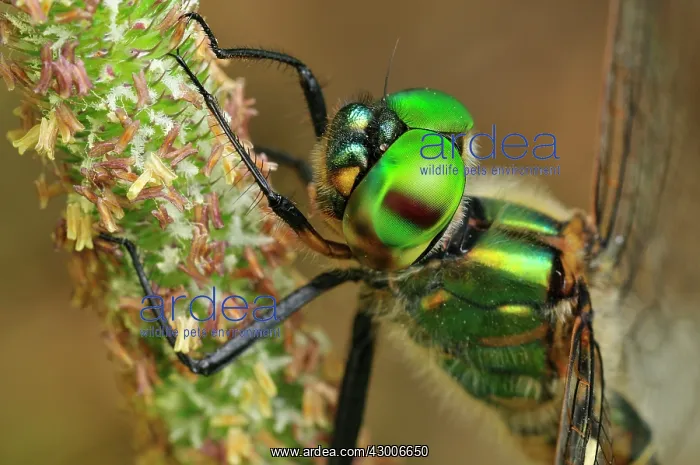 : Yellow-spotted Emerald : Yellow-spotted Emerald