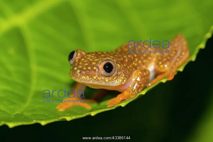 : Yellow-spotted (Heterixalus alboguttatus) Tree Frog : Yellow-spotted (Heterixalus alboguttatus) Tree Frog