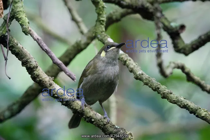 : Yellow-spotted Honeyeater : Yellow-spotted Honeyeater