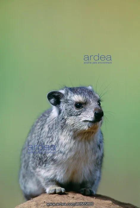  : Yellow-spotted Hyrax  /  Bush Hyrax  /  Dassie