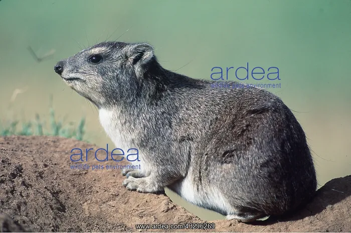  : Yellow-spotted Hyrax  /  Bush Hyrax  /  Dassie