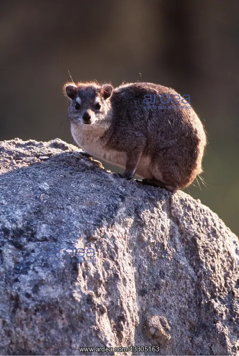 : Yellow-spotted Hyrax / Bush Hyrax / Dassie : Yellow-spotted Hyrax / Bush Hyrax / Dassie