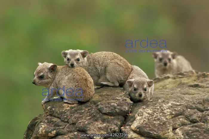  : Yellow-spotted Hyrax  /  Bush Hyrax  /  Dassie - Group