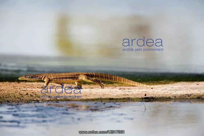 : Yellow-spotted Monitor : Yellow-spotted Monitor