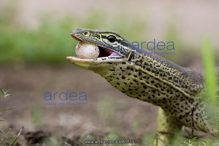 : Yellow-spotted Monitor : Yellow-spotted Monitor