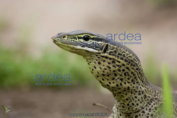 : Yellow-spotted Monitor (Varanus panoptes) : Yellow-spotted Monitor (Varanus panoptes)