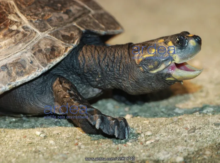 : Yellow Spotted River Turtle : Yellow Spotted River Turtle