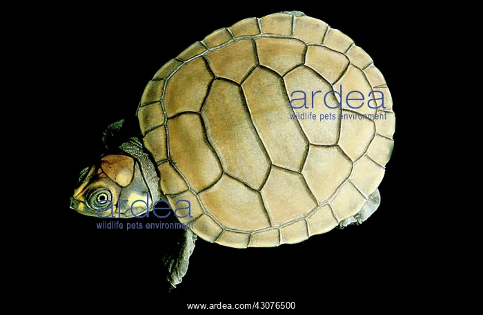 : The Yellow-spotted River Turtle : The Yellow-spotted River Turtle