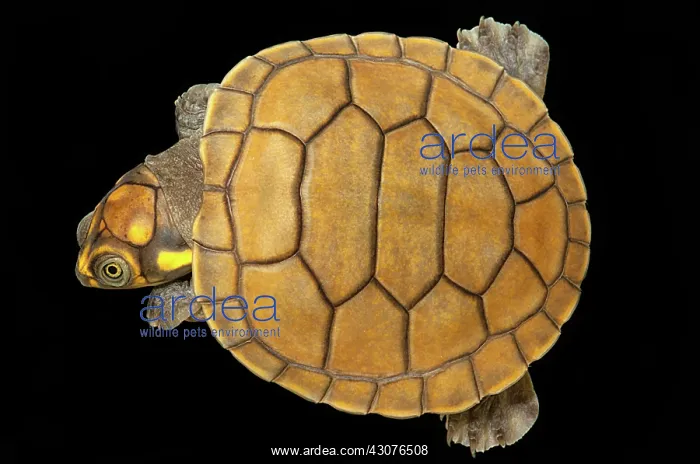 : The Yellow-spotted River Turtle : The Yellow-spotted River Turtle