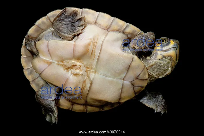 : The Yellow-spotted River Turtle : The Yellow-spotted River Turtle