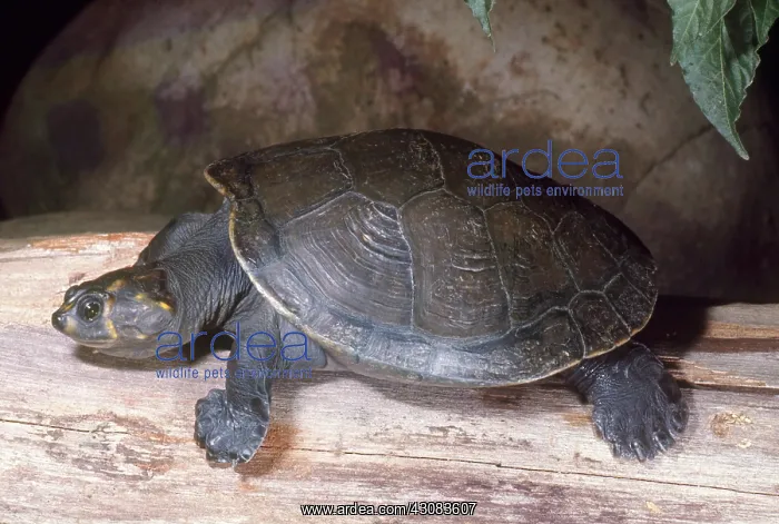 : Yellow-spotted River Turtle : Yellow-spotted River Turtle