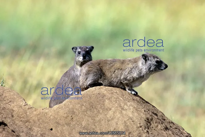  : Yellow-spotted Rock Hyrax