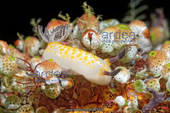 : Yellow-spotted star snail (Cadlinella sp.) Nudibranch : Yellow-spotted star snail (Cadlinella sp.) Nudibranch
